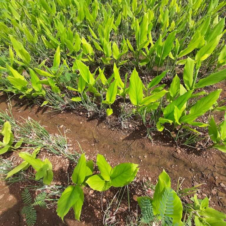 WhatsApp Image 2025 09 23 at 5.42.04 AM 1 1 768x768